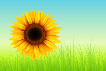 Sunflower summer background with grass