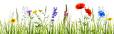 freigestellte blumenwiese banner
