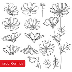 Vector set with outline Cosmos or Cosmea flower bunch, ornate leaf and bud in black isolated on white background. Contour blooming Cosmos plant for summer design and coloring book.