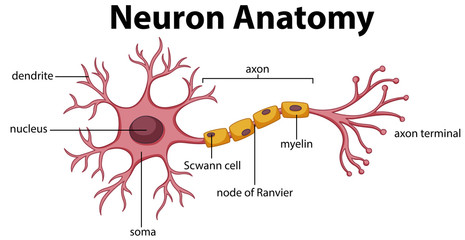 Diagram of Neuron Anatomy