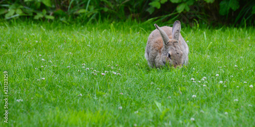 Zdjęcie XXL Cottontail Rabbit Munches Grass, Olympic Peninsula, Washington, USA