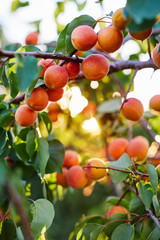 Apricot tree with many ripe apricots