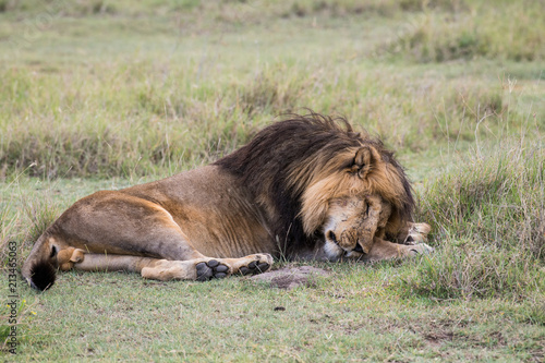 Zdjęcie XXL Męski lwa dosypianie na trawie w Serengeti parku narodowym Tanzania