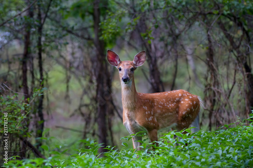 Plakat Ogoniasty jeleni źrebię chodzi w lesie w Kanada (Odocoileus virginianus)