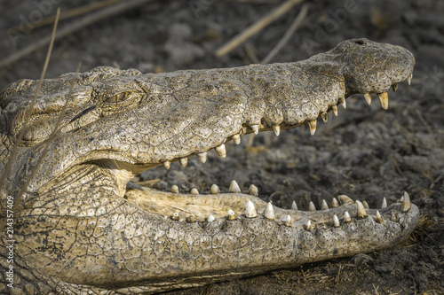Zdjęcie XXL Krokodyl nilowy w Parku Narodowym Krugera w RPA; Specie Crocodylus niloticus rodzina Crocodylidae
