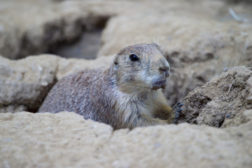Black-tailed prairie dog (Cynomys ludovicianus) watching from nearby burrow