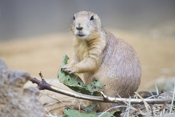 Black-tailed prairie dog (Cynomys ludovicianus) watching from nearby burrow
