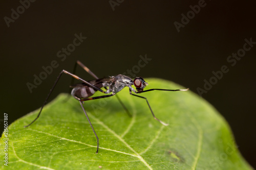 Plakat Wizerunek złote mrówki na zielonym liściu Thailand Makro- (polyrhachis illaudata)