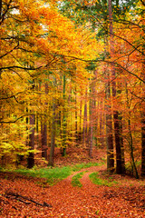 Yellow and green path in the autumn forest, Poland