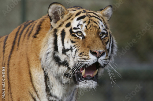 Plakat Tygrys syberyjski (Panthera tigris altaica) lub amurtiger, ussuritiger