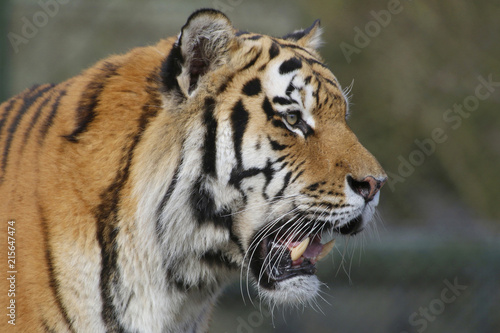Plakat Tygrys syberyjski (Panthera tigris altaica) lub amurtiger, ussuritiger