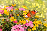 Schmetterling 531
