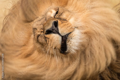 Zdjęcie XXL Dorosły samiec (Panthera leo) potrząsa kudłatą grzywą. Zakończenie portret duży owłosiony kot.