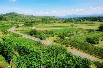 vineyard scenery at Ihringen Kaiserstuhl Germany