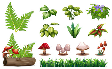 Set of forest plants