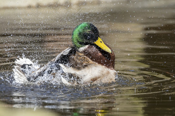 mallard duck splashing in the water