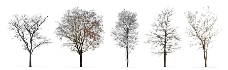 Set of winter trees without leaves isolated on white background