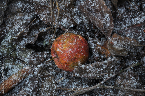 Foto obraz na płótnie canvas jednoczęściowy - Texture and background of apples on frozen ground