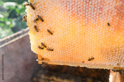 Foto obraz na płótnie canvas jednoczęściowy - Honeycomb. frame with honey. Harvesting the honey in the apiary. healthy eating. Honeycomb.