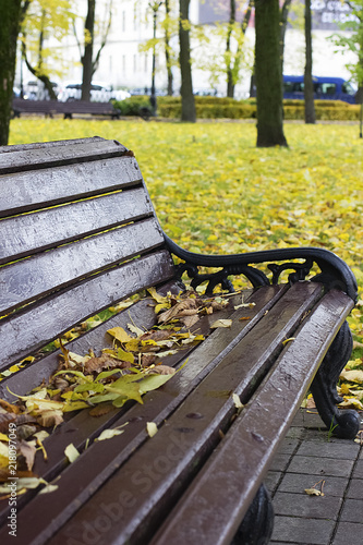 Foto obraz na płótnie canvas jednoczęściowy - Brown bench in park and trees with fallen leaves. Autumn.