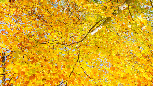 Foto obraz na płótnie canvas jednoczęściowy - fall yellow cherry tree in autumn park at sunny day banner