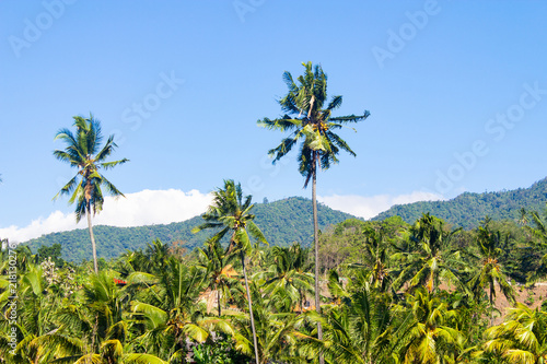Foto obraz na płótnie canvas jednoczęściowy - Jungle trekking in Asia and tropical vacation destinations.