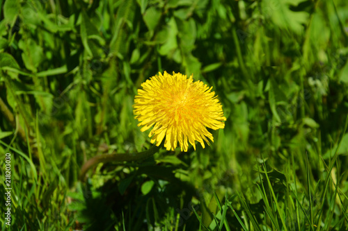 Foto obraz na płótnie canvas jednoczęściowy - dandelion, Taraxacum, blowball, flower, yellow, nature, grass, spring, green, summer, plant, blossom, flora, macro, meadow, flowers, close-up, bloom, weed, beauty, beautiful, garden, season, floral