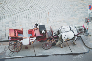 of horse heads of a Fiaker in Vienna, Austria. horse-drawn carriage