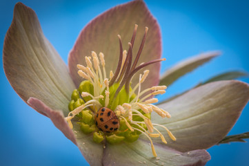 Hellebore flower