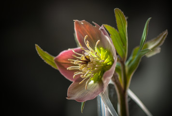 Hellebore flower