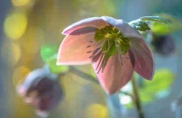 Hellebore flower