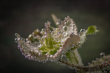 Hellebore flower