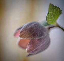 Hellebore flower