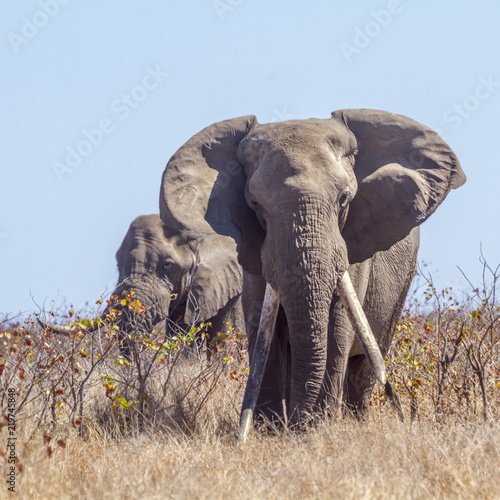 Plakat Afrykański krzak słoń w Kruger parku narodowym, Południowa Afryka; Specie Loxodonta africana rodzina Elephantidae