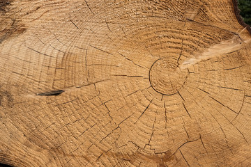 Matière bois tronc arbre texture