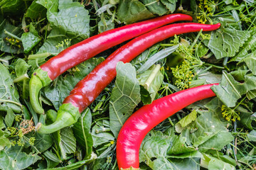 hot peppers on greens background, healthy food