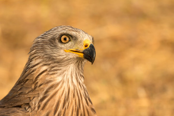 Close-up portrait of a Brown Kite