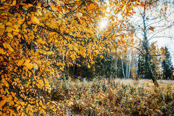 Bright autumn forest, sun glare, a change of seasons, a beautiful landscape