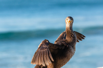 Cormorant Bird Perched Ocean Closeup Photo