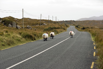 Irischer Verkehr / Traffic in Ireland