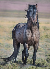 Wild Horses of Utah