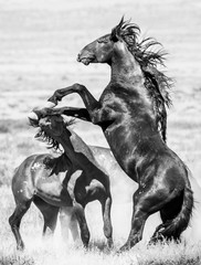 Wild Horses of Utah