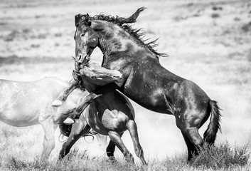 Wild Horses of Utah