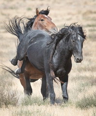 Wild Horses of Utah
