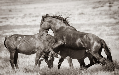 Wild Horses of Utah
