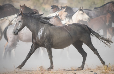 Wild Horses of Utah
