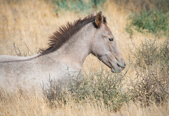 Wild Horses of Utah
