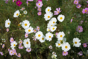 White cosmea flowers on a flowerbed - surrounded by pink and purple flowers