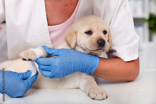 Cute labrador puppy dog lying patiently while getting a bandage on its paw © Ilike