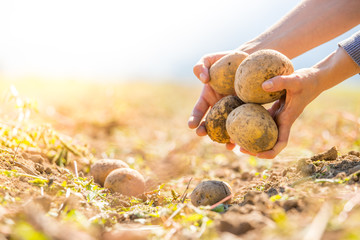 Bauer hält reife, saftige Kartoffeln in den Händen,  geerntetem Kartoffelfeld 